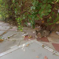 واگذاری رایگان بچه گربه خونگی|گربه|بیرجند, |دیوار