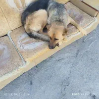 سگ ژرمن|سگ|خرم‌آباد, |دیوار