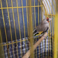 ۱سهره کرمانی یک مینای افغان کام سیاه|پرنده|بیرجند, |دیوار