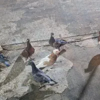 کبوتر|پرنده|شیراز, طلاب|دیوار