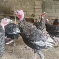 بوقلمون،مرغ،خروس|حیوانات مزرعه|سرخرود, |دیوار