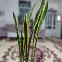 گل سانسوریا|گل و گیاه طبیعی|ارومیه, |دیوار