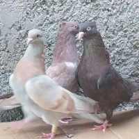 کبوتر خوب، سرور چاپی،و تعدادی کبوتر قیمت مناسب|پرنده|خورموج, |دیوار