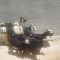بز کهره