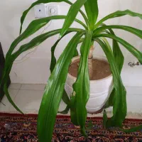 استند چوبی  وگل وگلدون طبیعی ومصنوعی|گل و گیاه طبیعی|شیراز, شهرک گلستان|دیوار