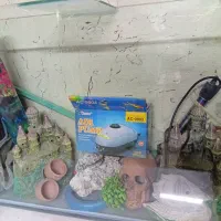 اکواریوم|ماهی|اصفهان, کارلادان|دیوار