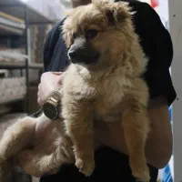 پامراشپیتز