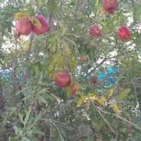 ویلای لوکس ۱۸۲۰ متر در کوی میلاد سبز صوفیان|فروش خانه و ویلا|صوفیان, |دیوار