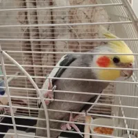 پرنده عروس فروشی|پرنده|بندر انزلی, انصار الحسین|دیوار