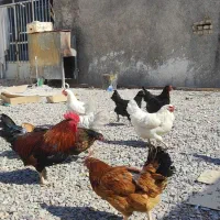 مرغ خروس محلی