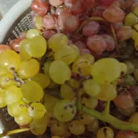 شیره|خوردنی و آشامیدنی|تاکستان, |دیوار