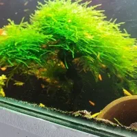 میگو غذاشریمپ گیاه خزه آکواریوم حلزون کت پوزه