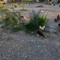 کارگر باغ