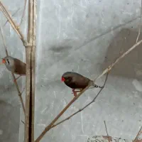 فنج|پرنده|کرج, حصارک بالا|دیوار