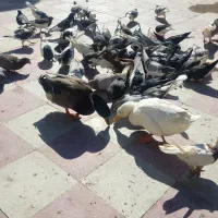 کبوتر شهری و پرشی|پرنده|کازرون, |دیوار