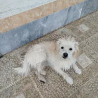 فروش سگ4ساله