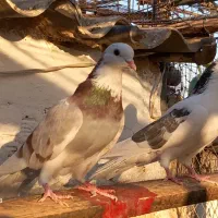 کفتر شهریار ۲۰تا|پرنده|تهران, بهارستان|دیوار
