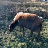 قوچ|حیوانات مزرعه|مریوان, |دیوار