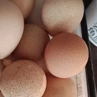 تخم نطفه دار انواع پرنده