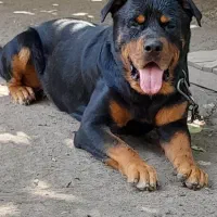 روتوایلر نر اصل پوزه دلقکی ۶پنجه