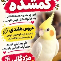 گمشده