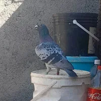 کبوتر مسافتی