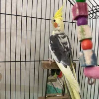 عروس هلندی نر سرحال