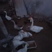 غازلیندا شب یلدا