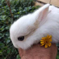 تابلو فرش فانتزی