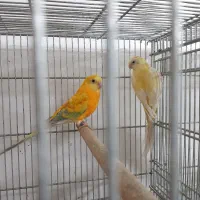 فروش چندنوع طوطی مولد کار داده|پرنده|بافق, |دیوار