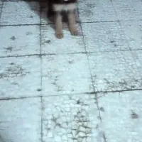 سگ ژرمن