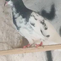 کفتر شهری سبز