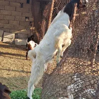 بز نر مخصوص گله