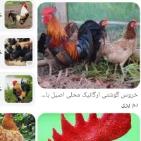 جوجه خروس و خروس