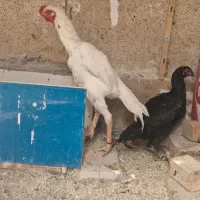 خروس لاری دانگ بالا