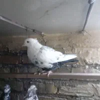 کفتر پلاس|پرنده|ساوه, |دیوار