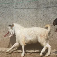 نربز پاکستانی ۴دندان|حیوانات مزرعه|آشخانه, |دیوار