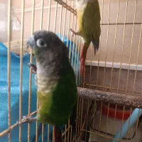 یک جفت گیرینچیک