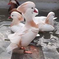 ماندارین