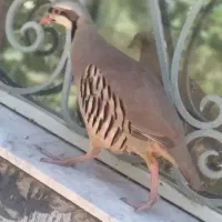 مطابق عکس گمشده