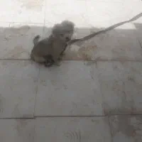 فروش سگ پامر