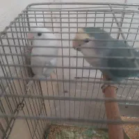 یک جفت کوتوله برزیلی|پرنده|شیراز, کوشک میدان|دیوار