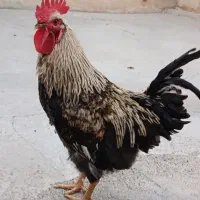 خروس سالم و سرحال