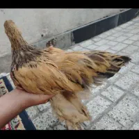 جوجه خروس برهما بلو بوف سه و نیم ماهه
