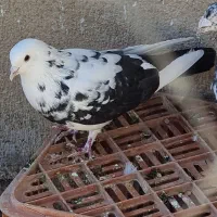 کبوتر پرشی|پرنده|قیدار, |دیوار