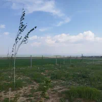 زمین باغی سند دار سیمین زاغه