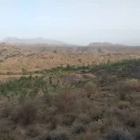 سیب بذری