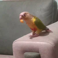 طوطی گرین چیک