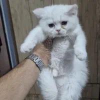 گربه