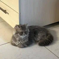 پرشین ۶ ماهه